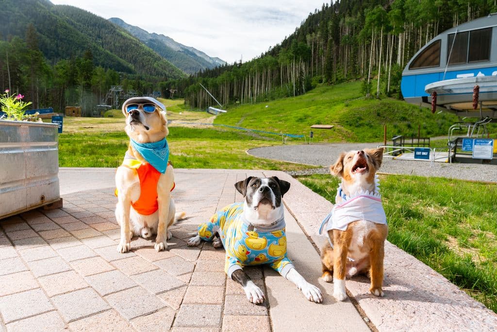Mutt Strut
