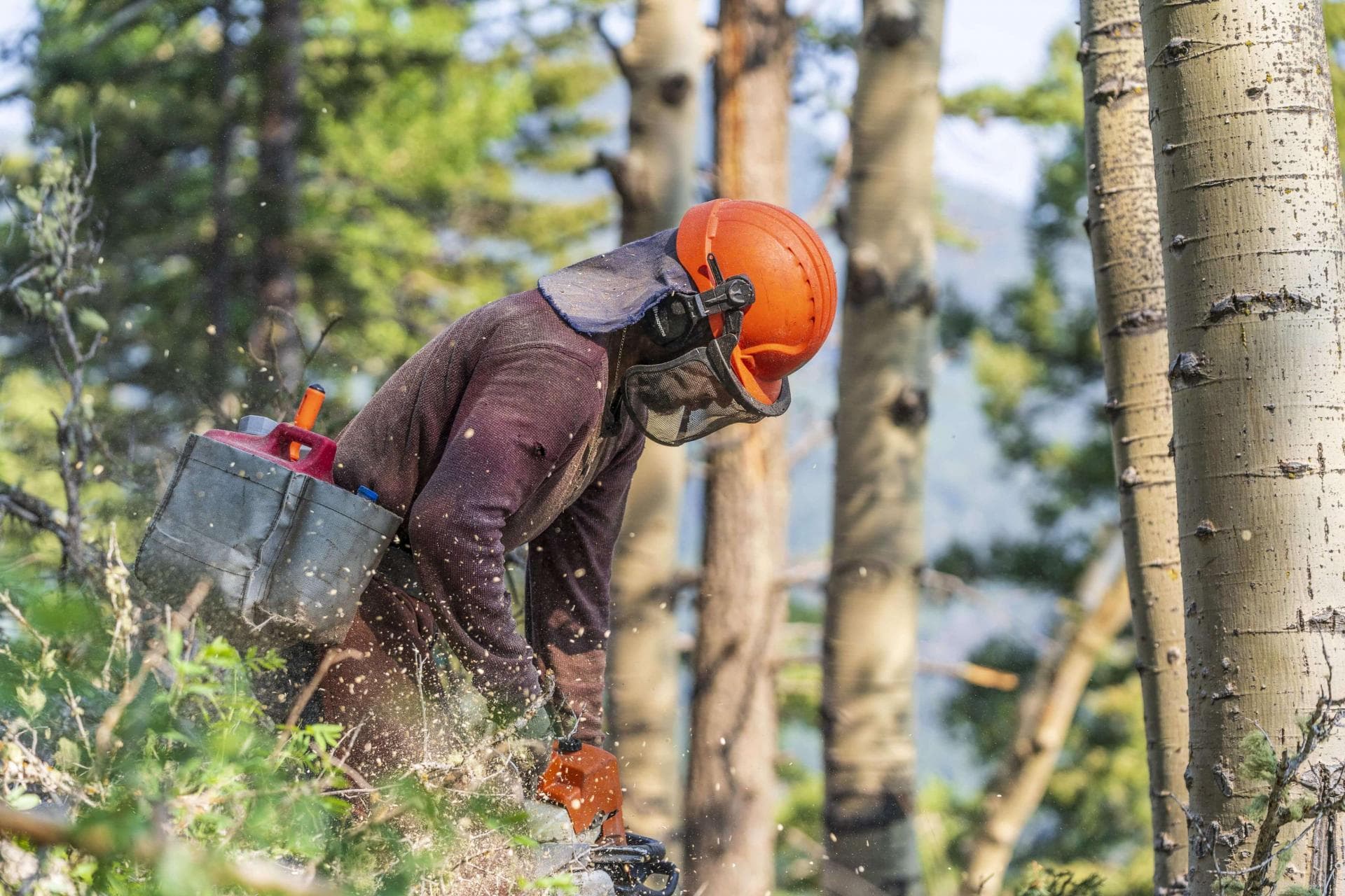 Man in orange hardhat chainsawing.