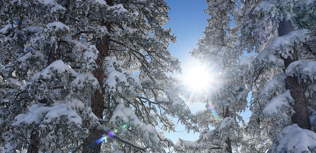 Bluebird day with pine trees covered in snow.