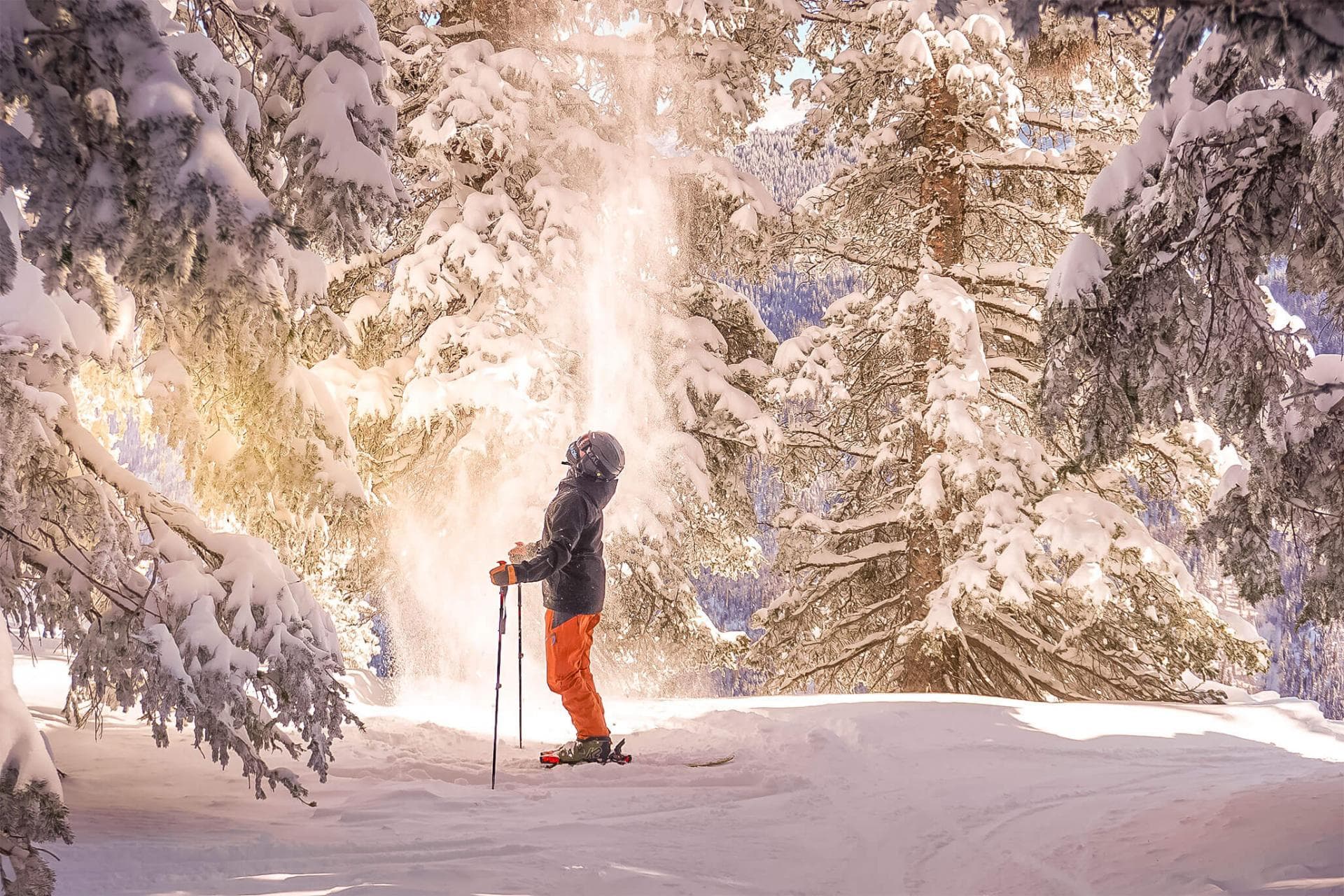 Man standing in sunlit snow covered forest staring up at the trees.